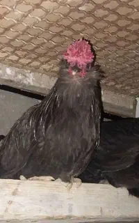 مرغ خروس گلین سیاه