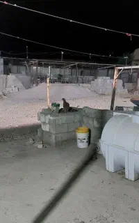 نگبان با خانواده برای گاوداری