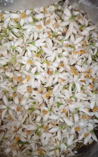 بهار تازه چین