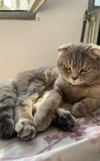 اسکاتیش بلو