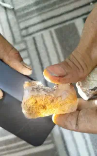 شجر خرمایی،مشکی و عقیق جزع و سرخ