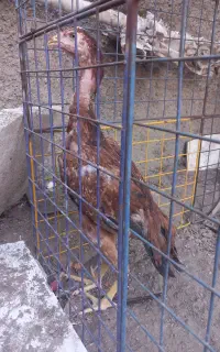 مرغ لاری