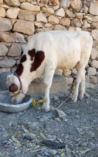 گوساله نر سیمینتال