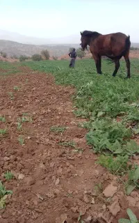 مون