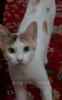 واگذاری رایگان