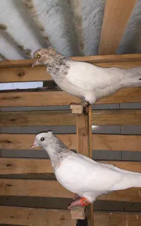 کبوتر کله هفت رنگ جوانه