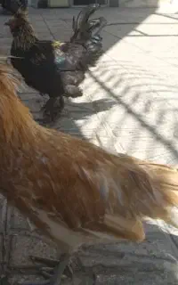 مرغ و خروس سلطان کاکولی پا پر تزئینی