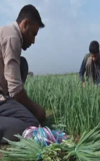 قیمتهاشکسته شدسبزی خورشتی خردشده کیلو۹۵