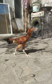 خروس لاری اصیل کولنکی