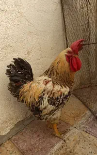 خروس محلی جوان