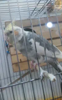 عروس هلندی گم کردم