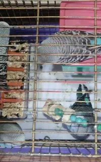 3 عدد مرغ عشق 1 تومن
