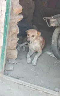 سگ سرابی