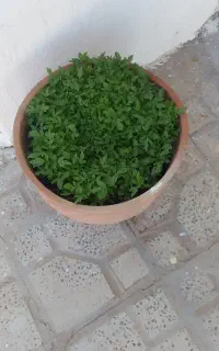 تولکی تماته