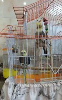 عروس هلندی