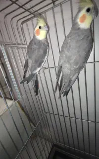 عروس هلندی نر