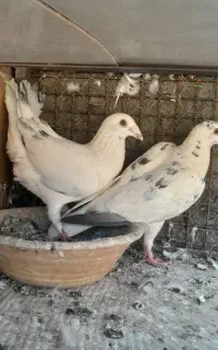 دستپر‌سیاه‌وحشی