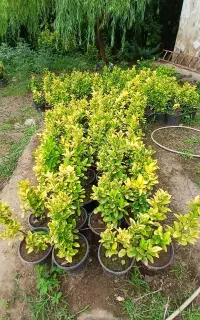 شمشاد طلایی