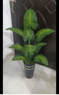 گل مهر ایران