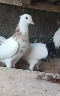 جفت نر و ماده طوقی