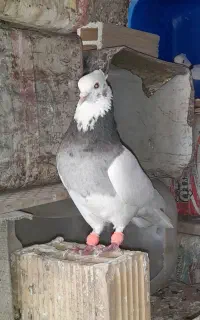 طوقی الماسی
