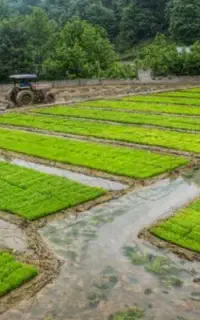 بانک نشا سنتی