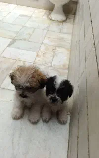 سگ بامزه