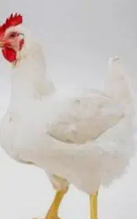 مرغ گوشتی