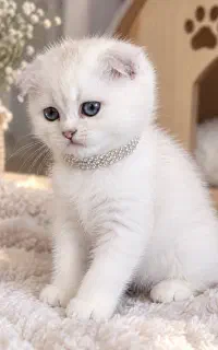 گربه اسکاتیش سفیدچشم رنگی