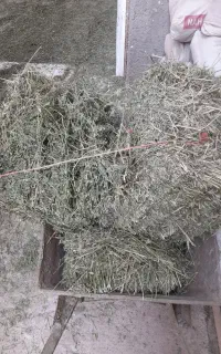 یونجه
