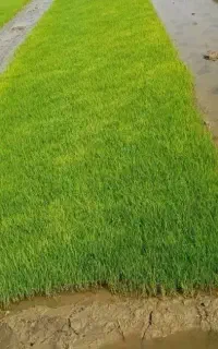 سلام کارگر برنج زنی دارم