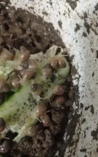 حلزون پرورشی آفریقایی بزرگ مخصوص کلاژن سازی پوست