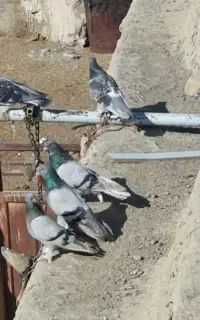 چنتا ترکیه ای به شرط
