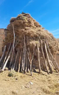 فروش علوفه ویونجه