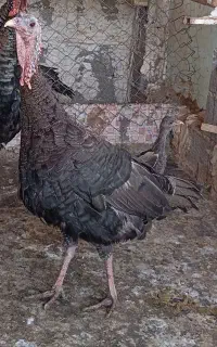 بوقلمون