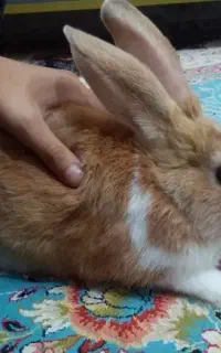 خـرگـوش