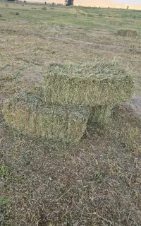 بسته ینجه خالص ۹۰ سانت