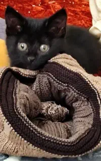 واگذاری گربه dsh