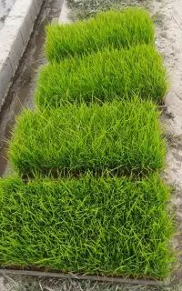 تیم نشا دستگاهی  آماده برای کشت