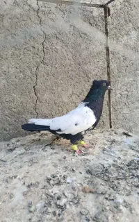 کبوتر سینه ای جوگی