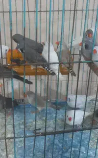 فنچ امیدیه