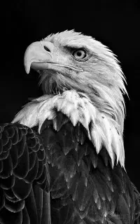 آموزش طراحی چهره با ارائه مدرک معتبر سیاه قلم