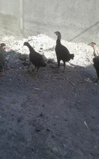 خروس لاری