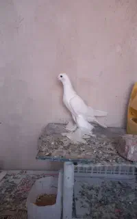 لوتی