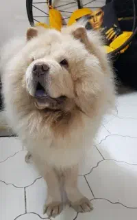 چاو چاو نر
