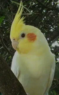 گمشده