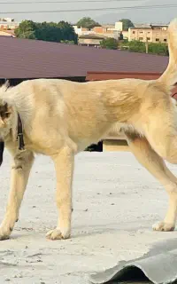 سگ سرابی کته