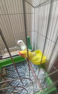 جفت کوتوله معاوضه