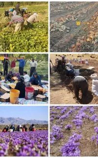 سرکارگر کارگر کارکشاورزی باغ با اکیپ*مصی بیرانوند*
