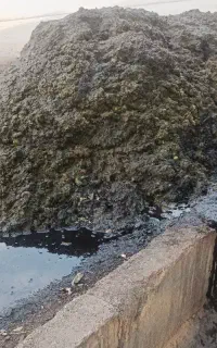 پوست گردو